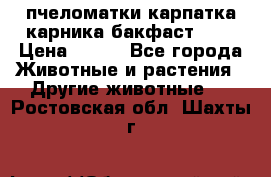 пчеломатки карпатка карника бакфаст F-1 › Цена ­ 800 - Все города Животные и растения » Другие животные   . Ростовская обл.,Шахты г.